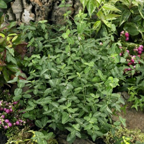 Euonymus fortunei Radicans