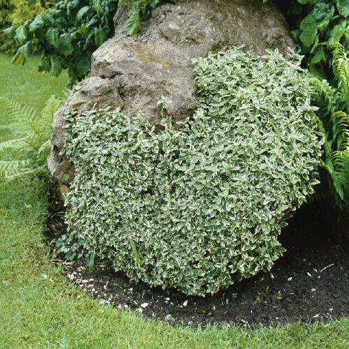 Euonymus fortunei Gracilis