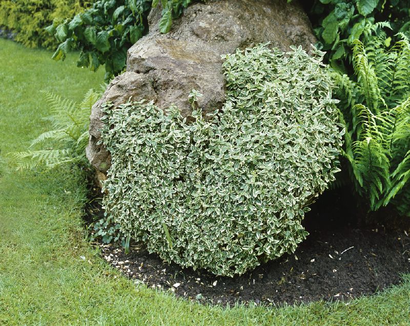 Euonymus fortunei Gracilis