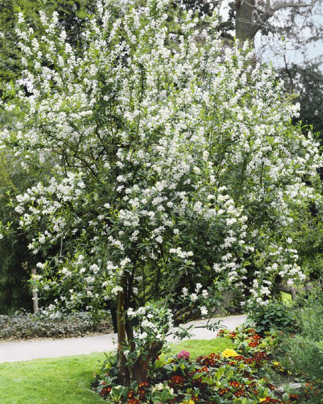 Exochorda racemosa