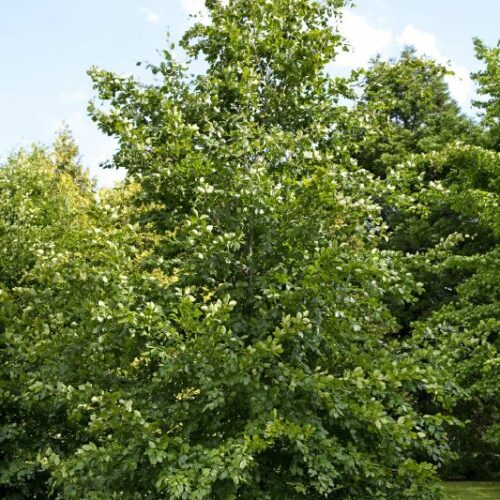 Fagus silvatica