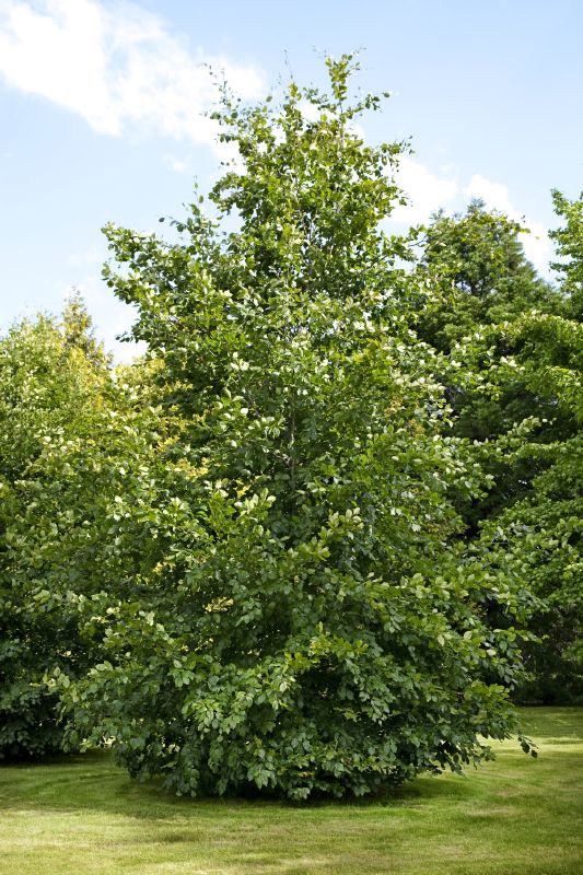 Fagus silvatica