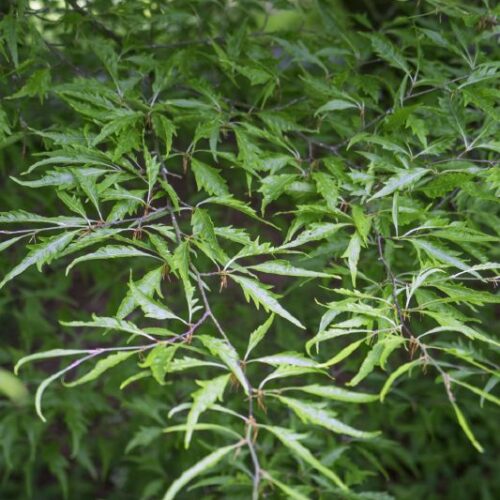 Fagus silvatica Asplenifolia