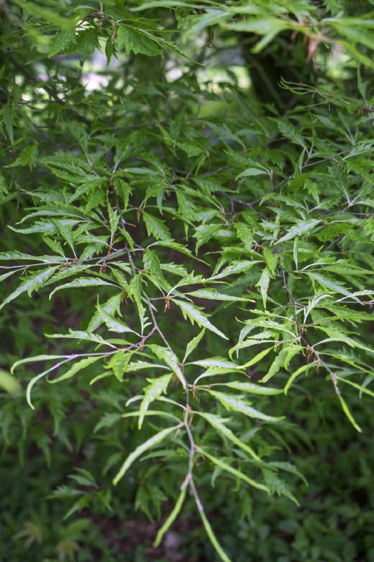 Fagus silvatica Asplenifolia
