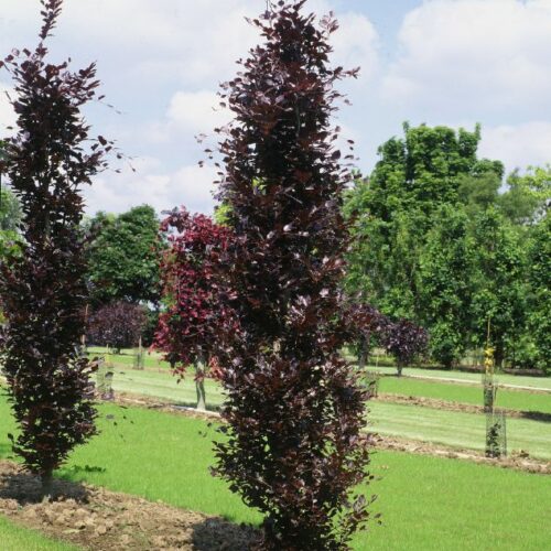 Fagus silvatica Dawyck Purple