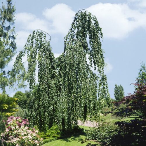 Fagus silvatica Pendula