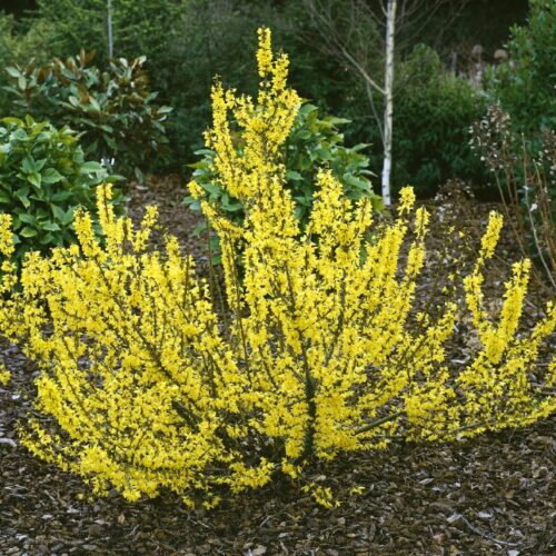 Forsythia intermedia Melee d`Or