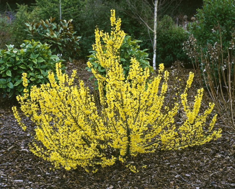 Forsythia intermedia Melee d`Or