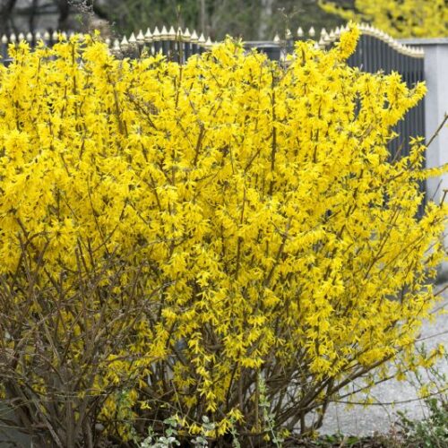 Forsythia intermedia in Sorten