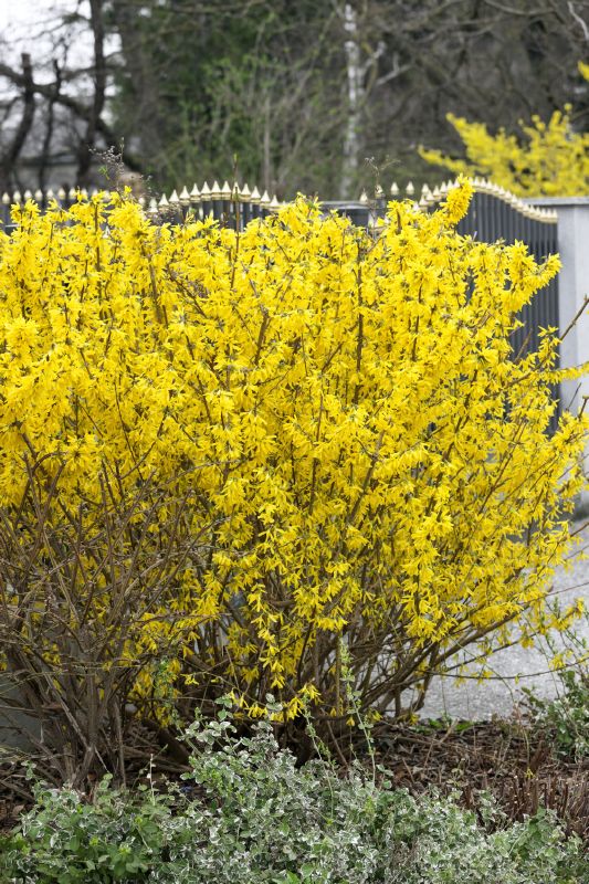 Forsythia intermedia in Sorten