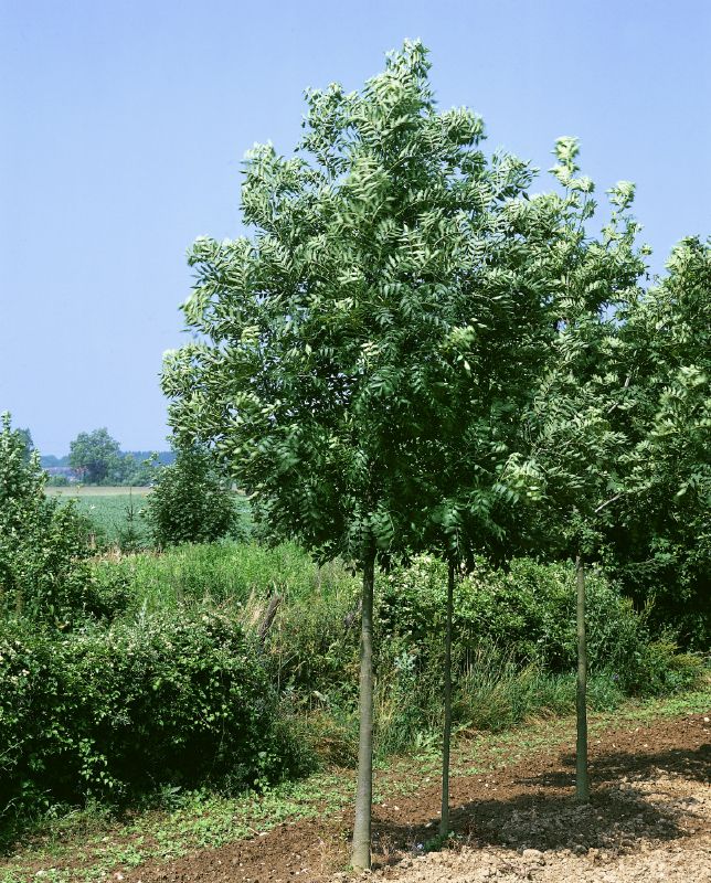 Fraxinus excelsior Westhofs Glorie, H