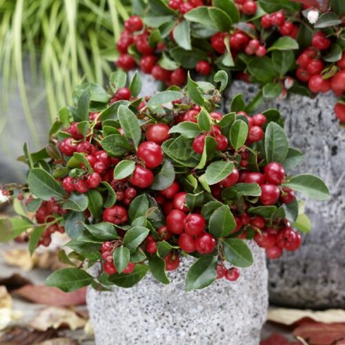 Gaultheria procumbens