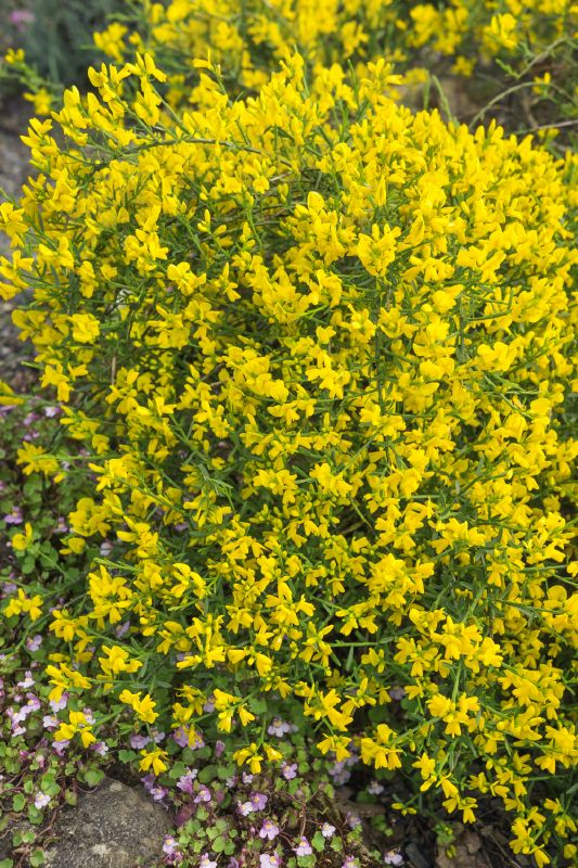 Genista lydia