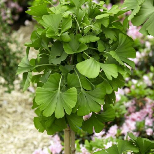 Ginkgo biloba Mariken, H