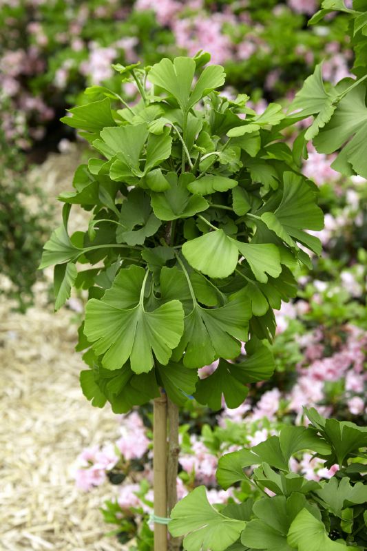 Ginkgo biloba Mariken, H