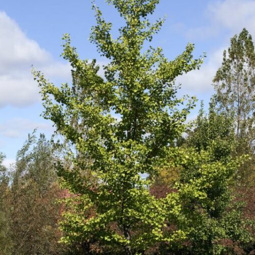 Ginkgo biloba