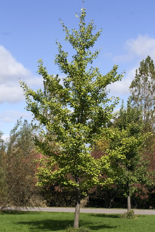 Ginkgo biloba