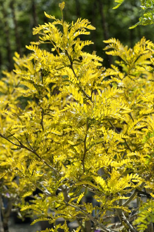 Gleditsia triacanthos Sunburst