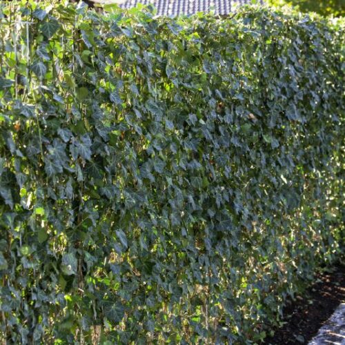 Hedera helix