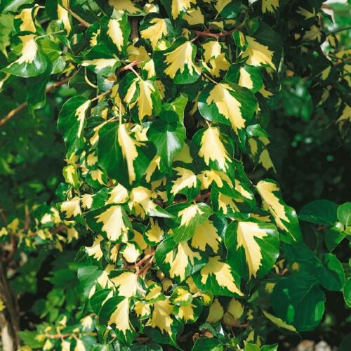 Hedera helix Goldheart