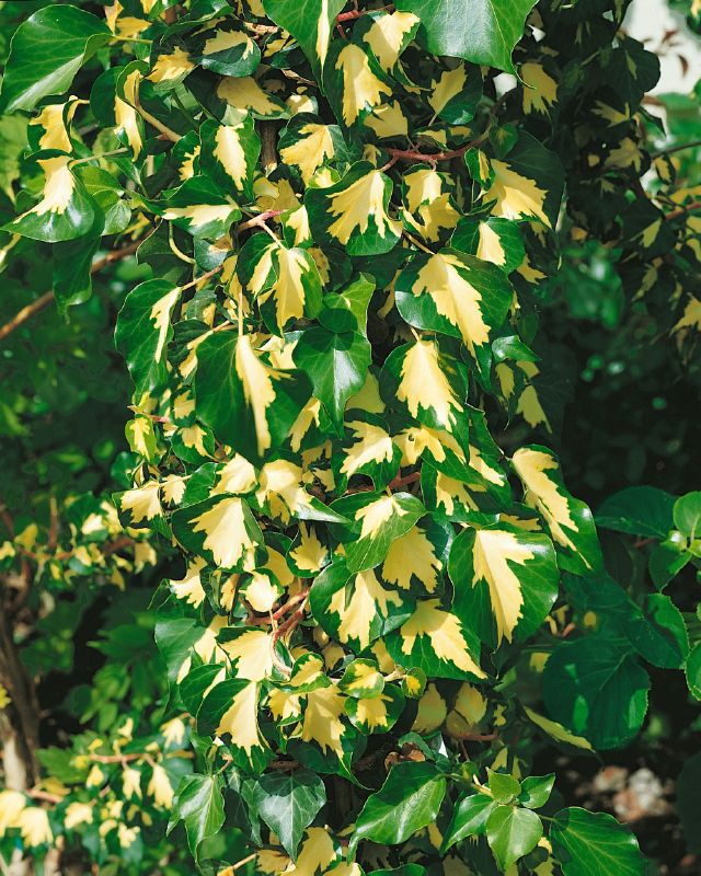 Hedera helix Goldheart