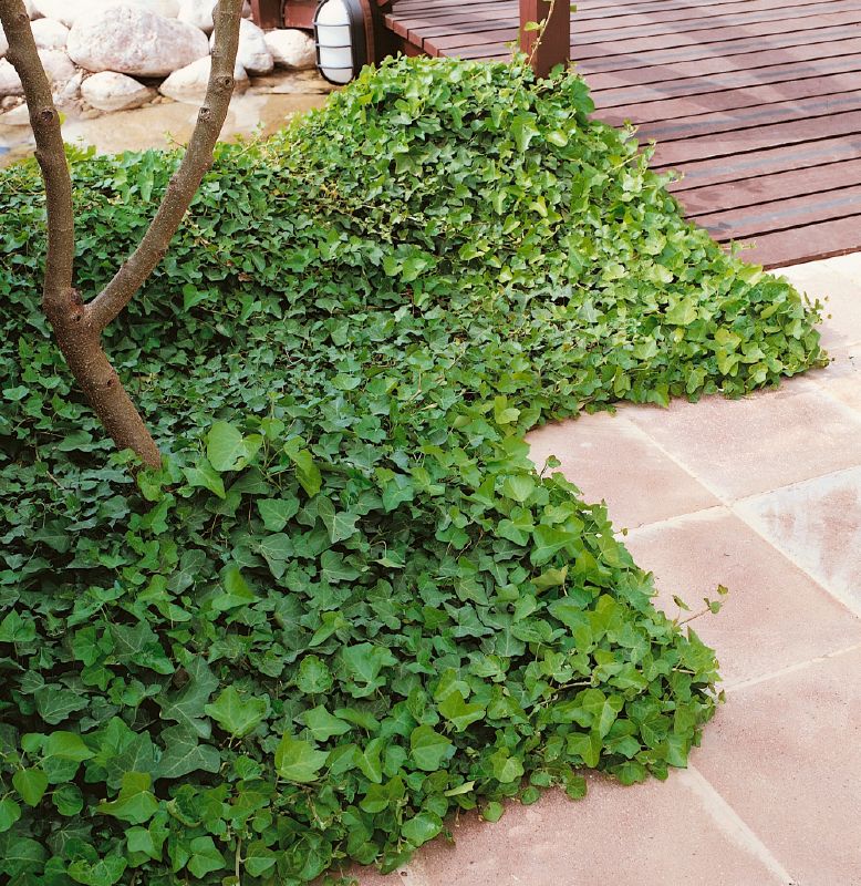 Hedera helix var. Hibernica