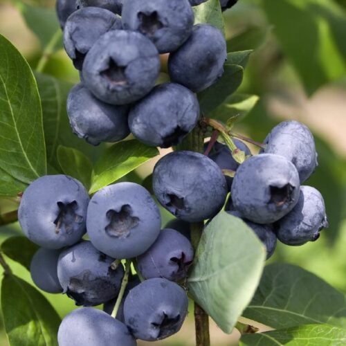 Heidelbeeren in großfrüchtigen Sorten