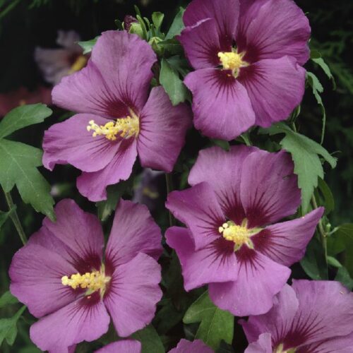 Hibiscus syriacus