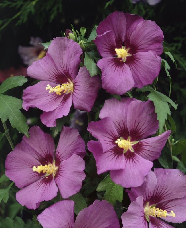 Hibiscus syriacus