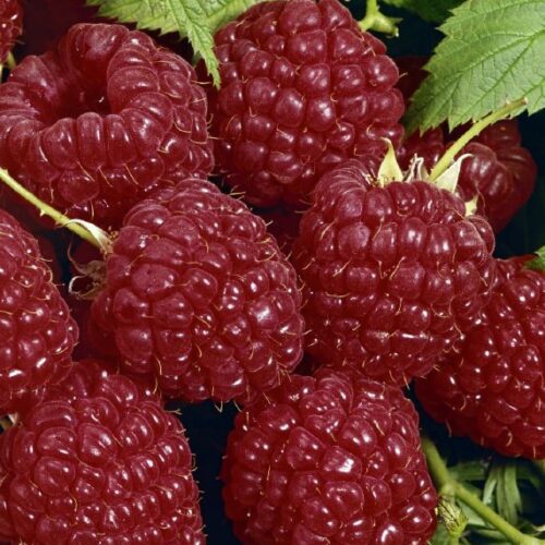 Himbeeren in Sorten