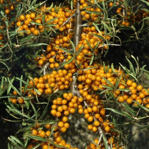 Hippophae rhamnoides