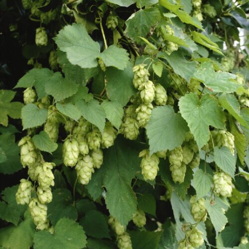 Humulus lupulus