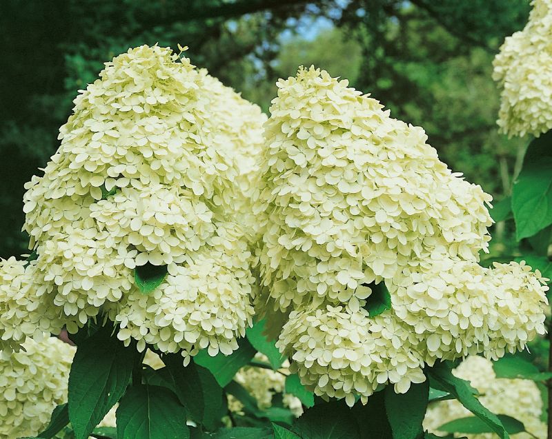 Hydrangea pan. Limelight