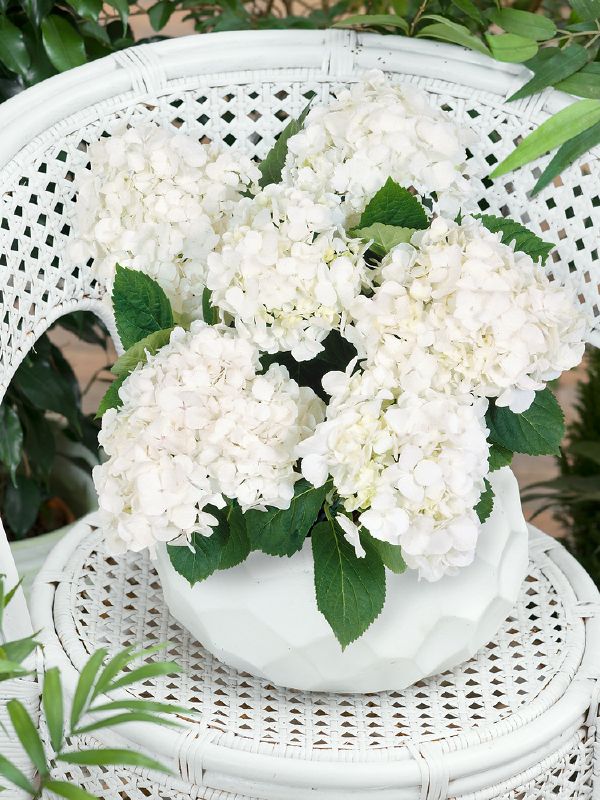 Hydrangea macr. Soeur Therese