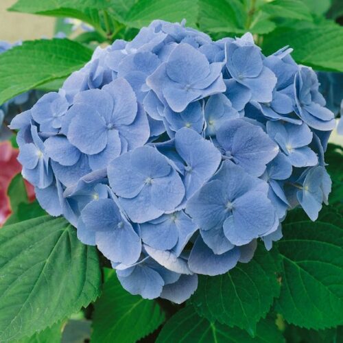 Hydrangea macr. Bodensee