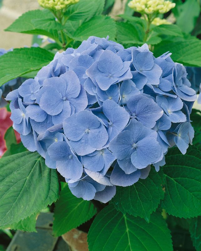 Hydrangea macr. Bodensee
