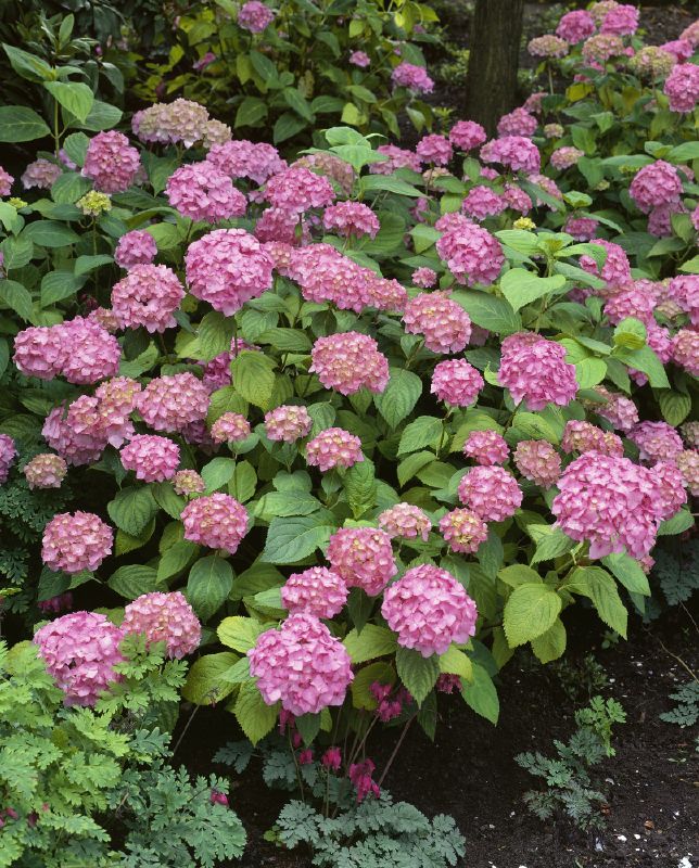 Hydrangea macr. Bouquet Rose