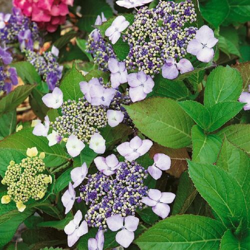 Hydrangea macr. Mariesii Perfecta