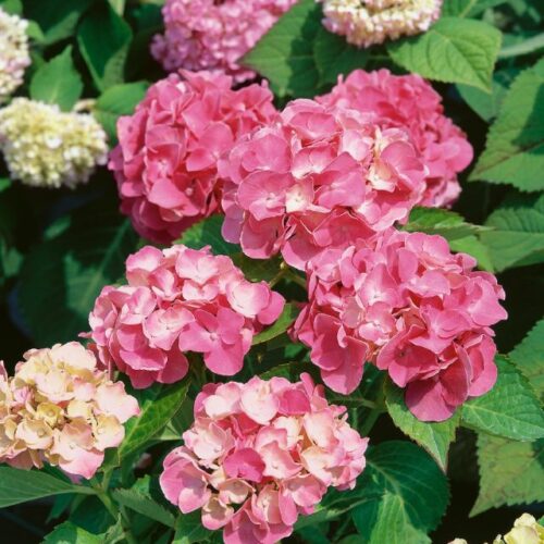 Hydrangea macr. Masja