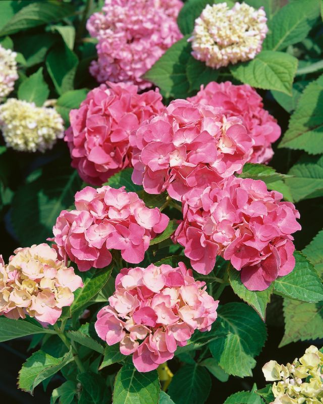 Hydrangea macr. Masja