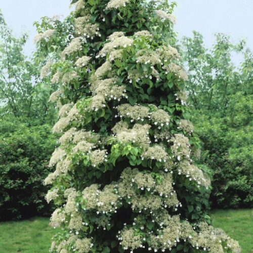 Hydrangea petiolaris