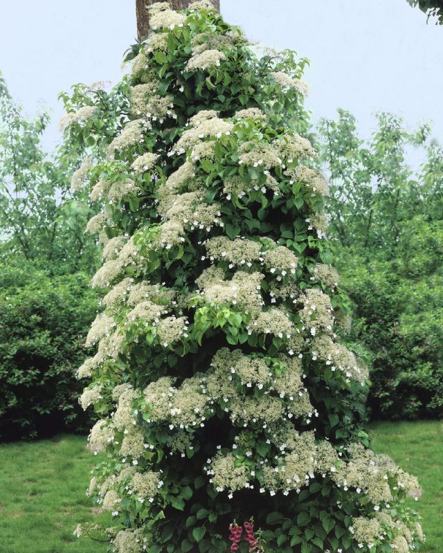 Hydrangea petiolaris