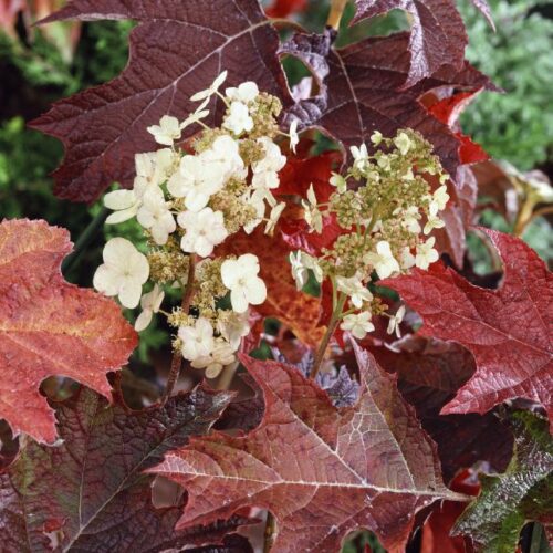 Hydrangea quercifolia