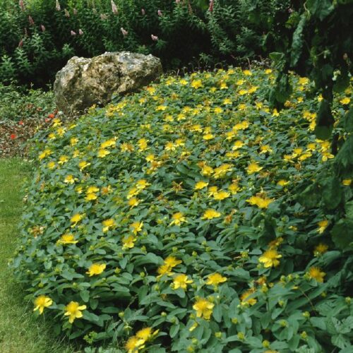 Hypericum calycinum