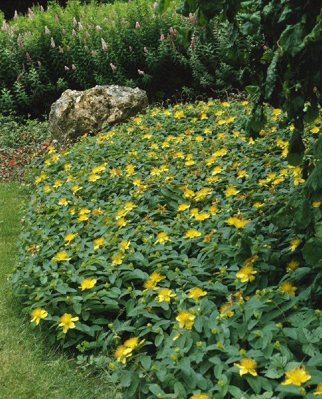 Hypericum calycinum