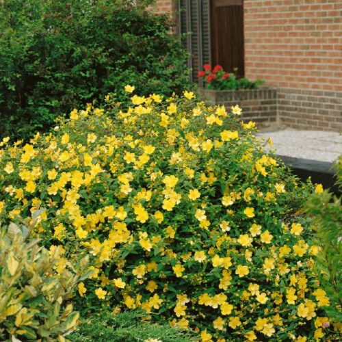 Hypericum hook. Hidcote