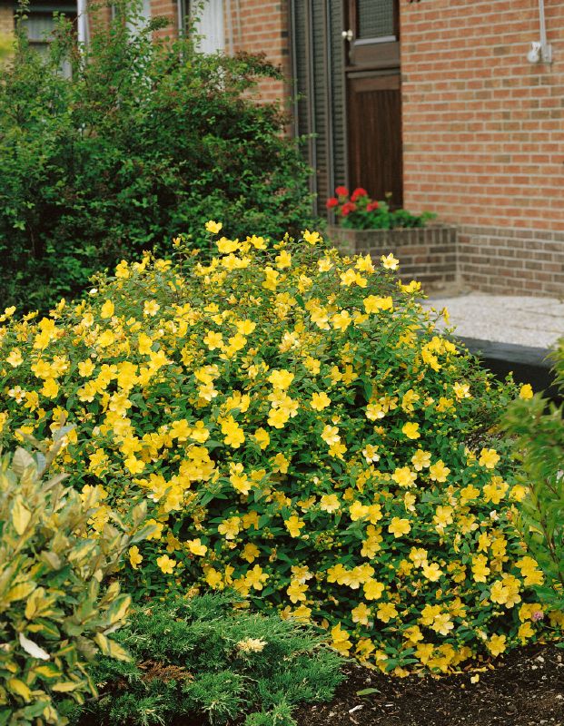 Hypericum hook. Hidcote