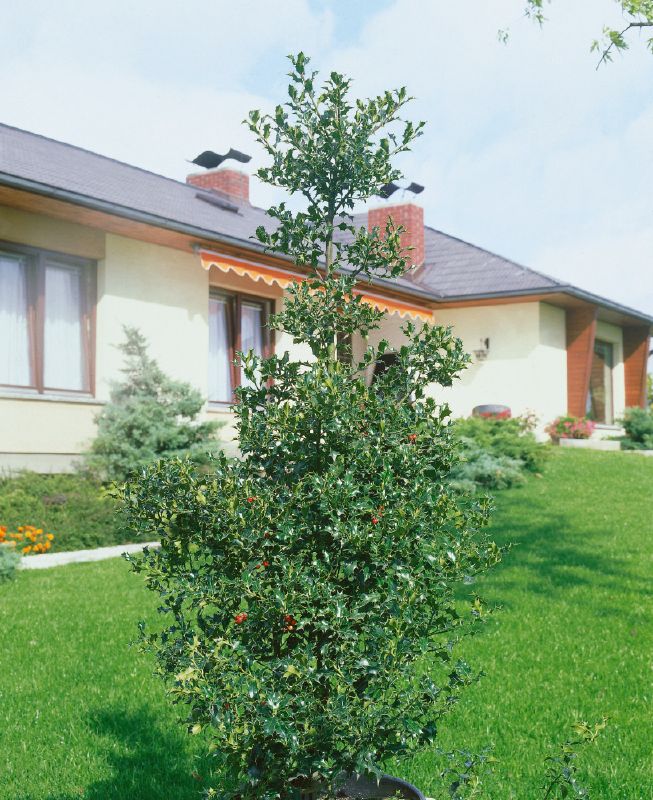 Ilex aquifolium Alaska