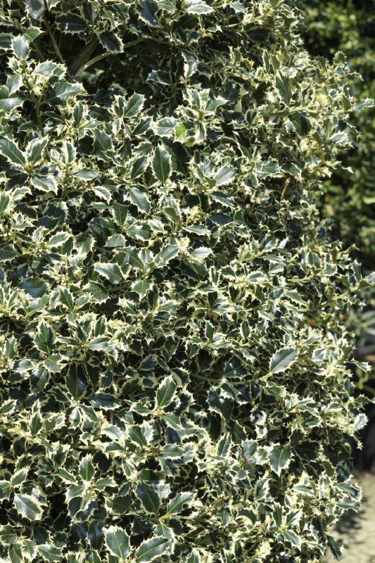 Ilex aquifolium Argenteomarginata