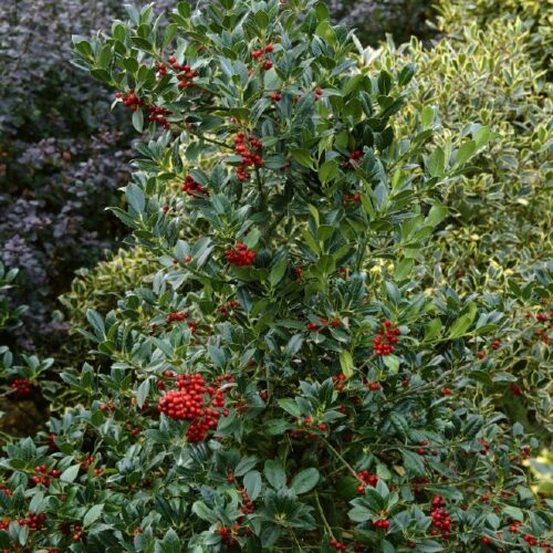 Ilex aquifolium I.C.van Tol
